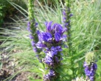 lobelia siphilitica 8-11c.jpg